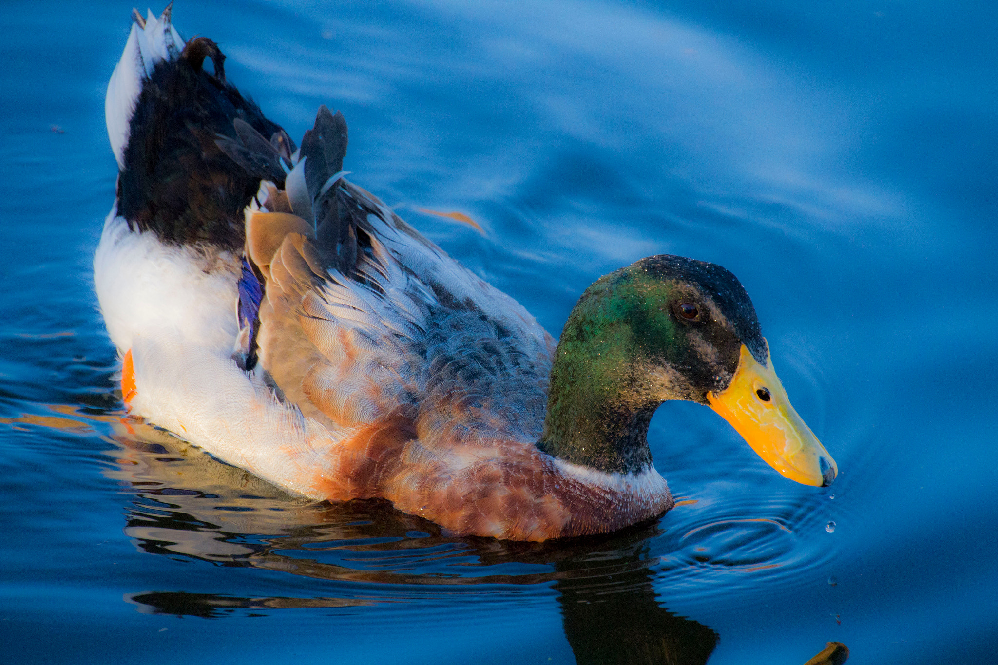 Canon EOS 7D + Sigma 18-200mm f/3.5-6.3 DC OS HSM [II] sample photo. Duck !!! photography