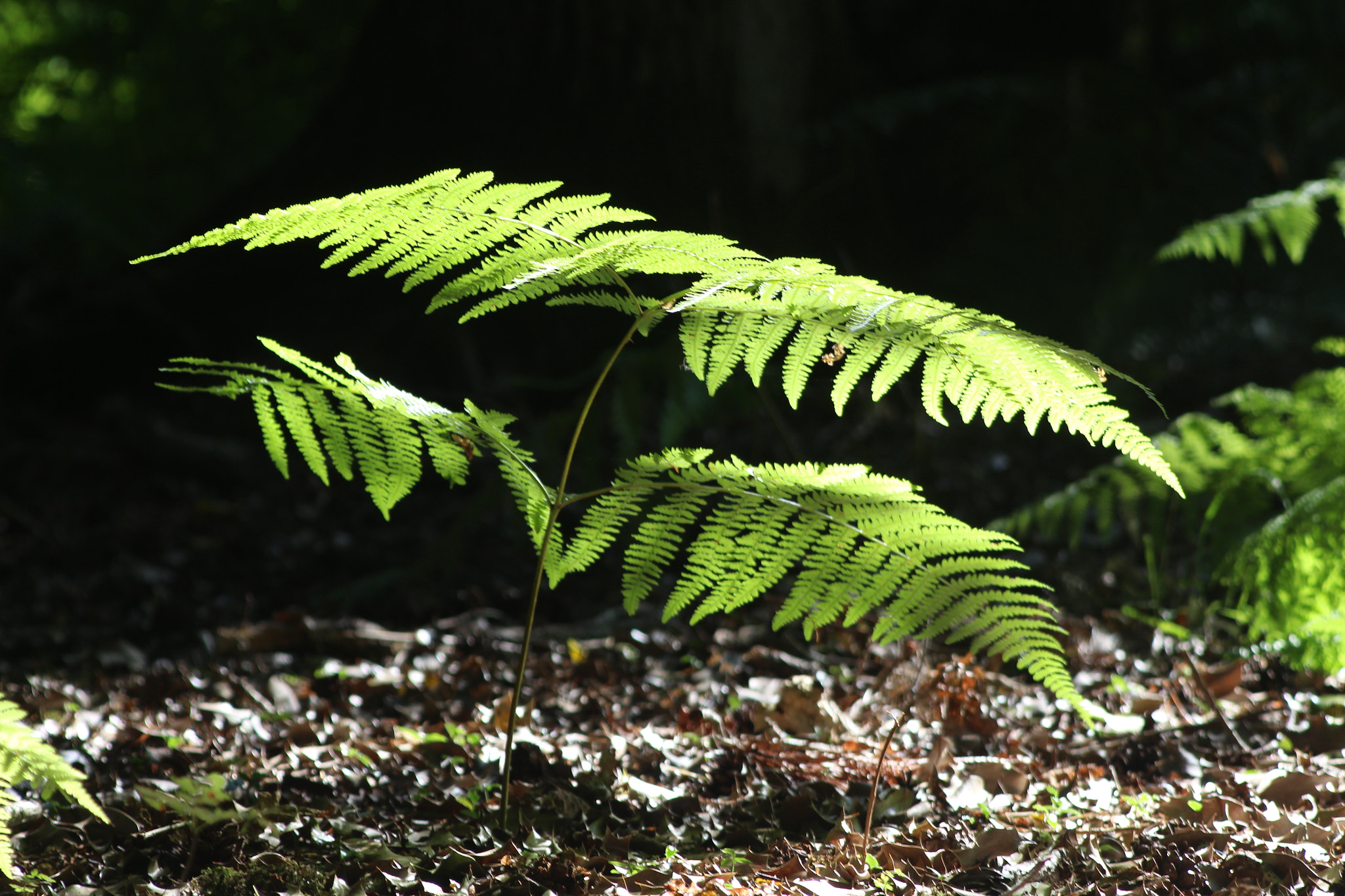 Canon EF 80-200mm F4.5-5.6 II sample photo. New forest - young fern photography