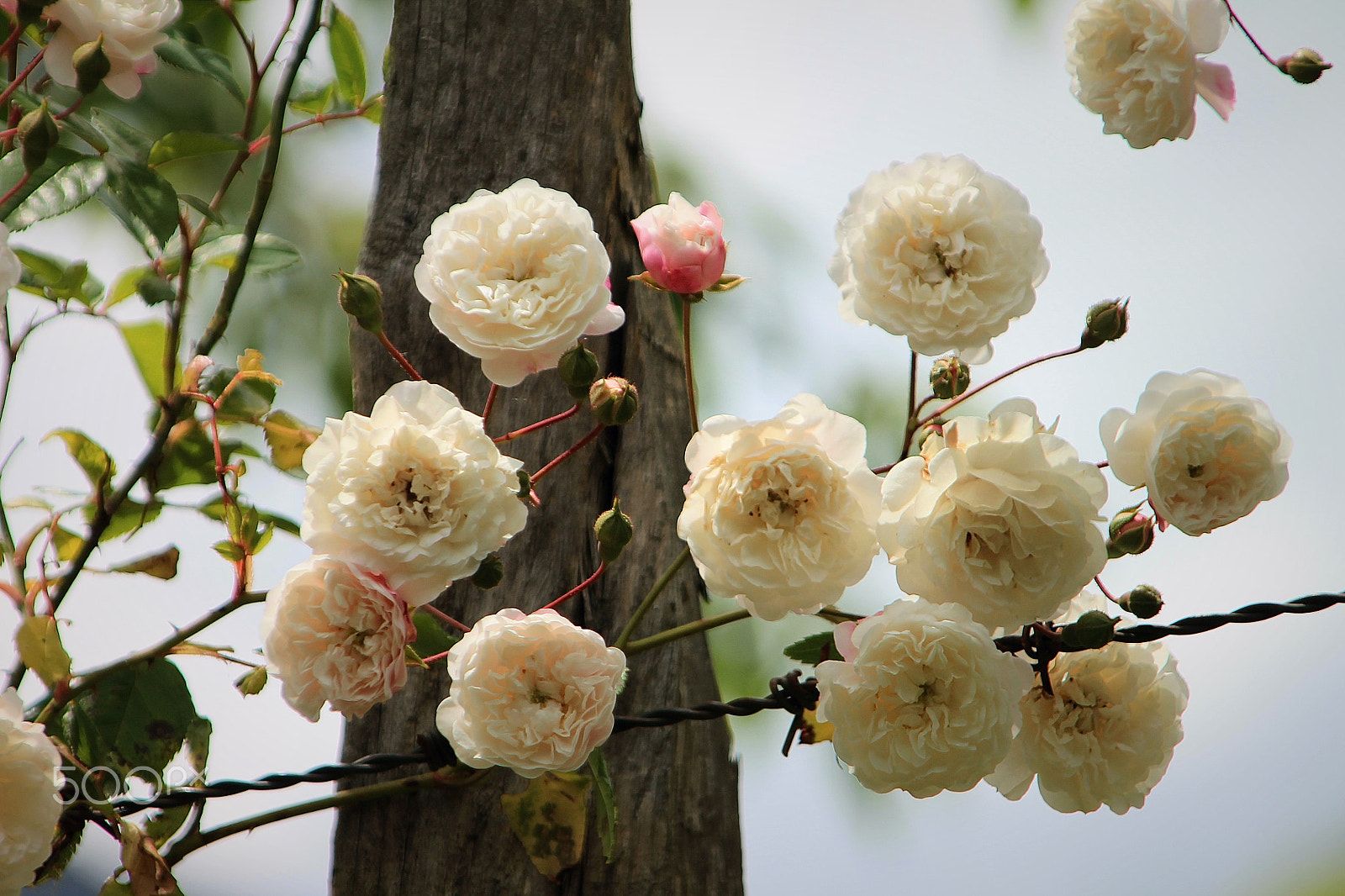 Canon EOS 1100D (EOS Rebel T3 / EOS Kiss X50) sample photo. Roses in the fence photography