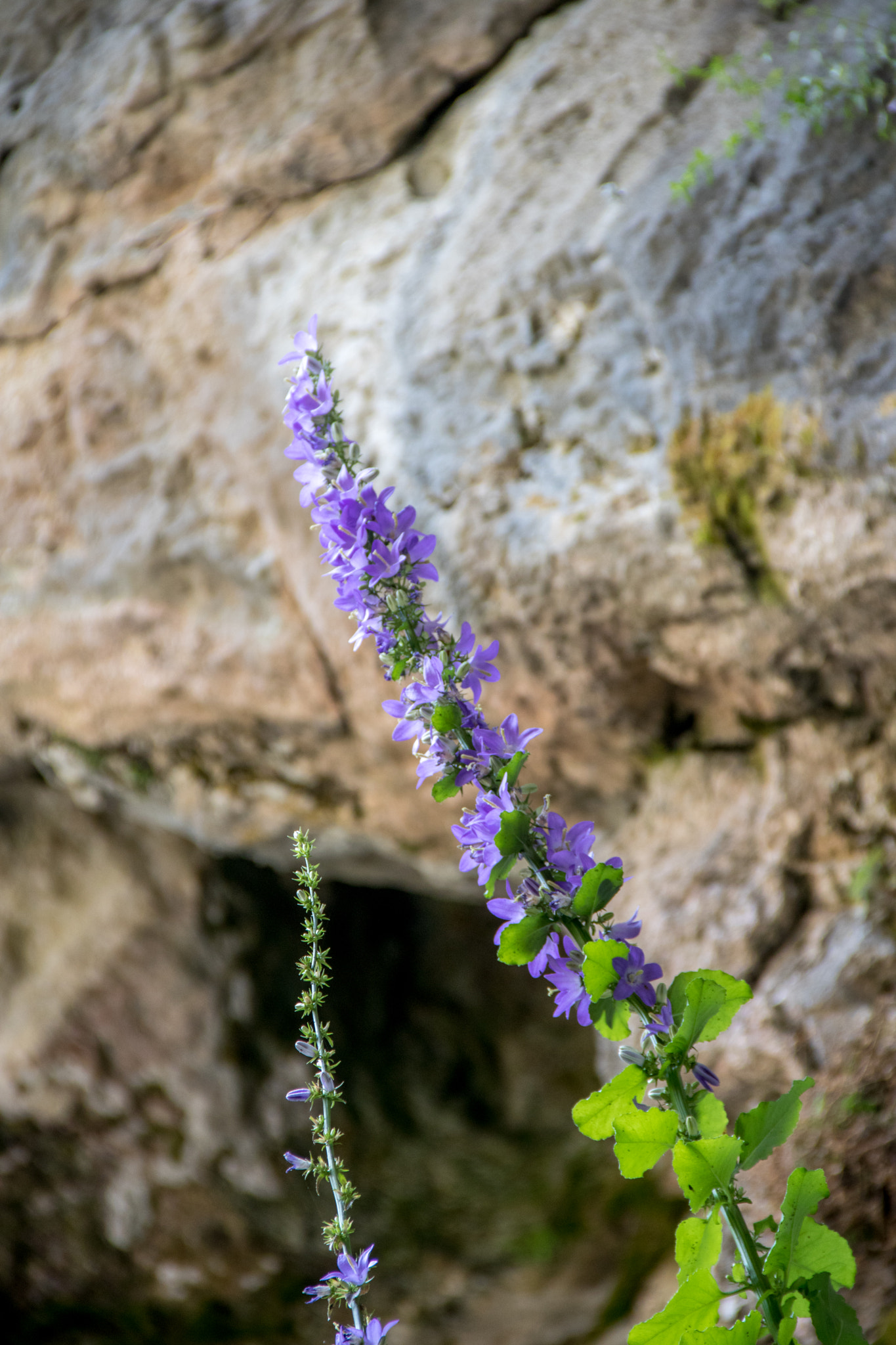 Canon EOS 760D (EOS Rebel T6s / EOS 8000D) sample photo. Growing high photography