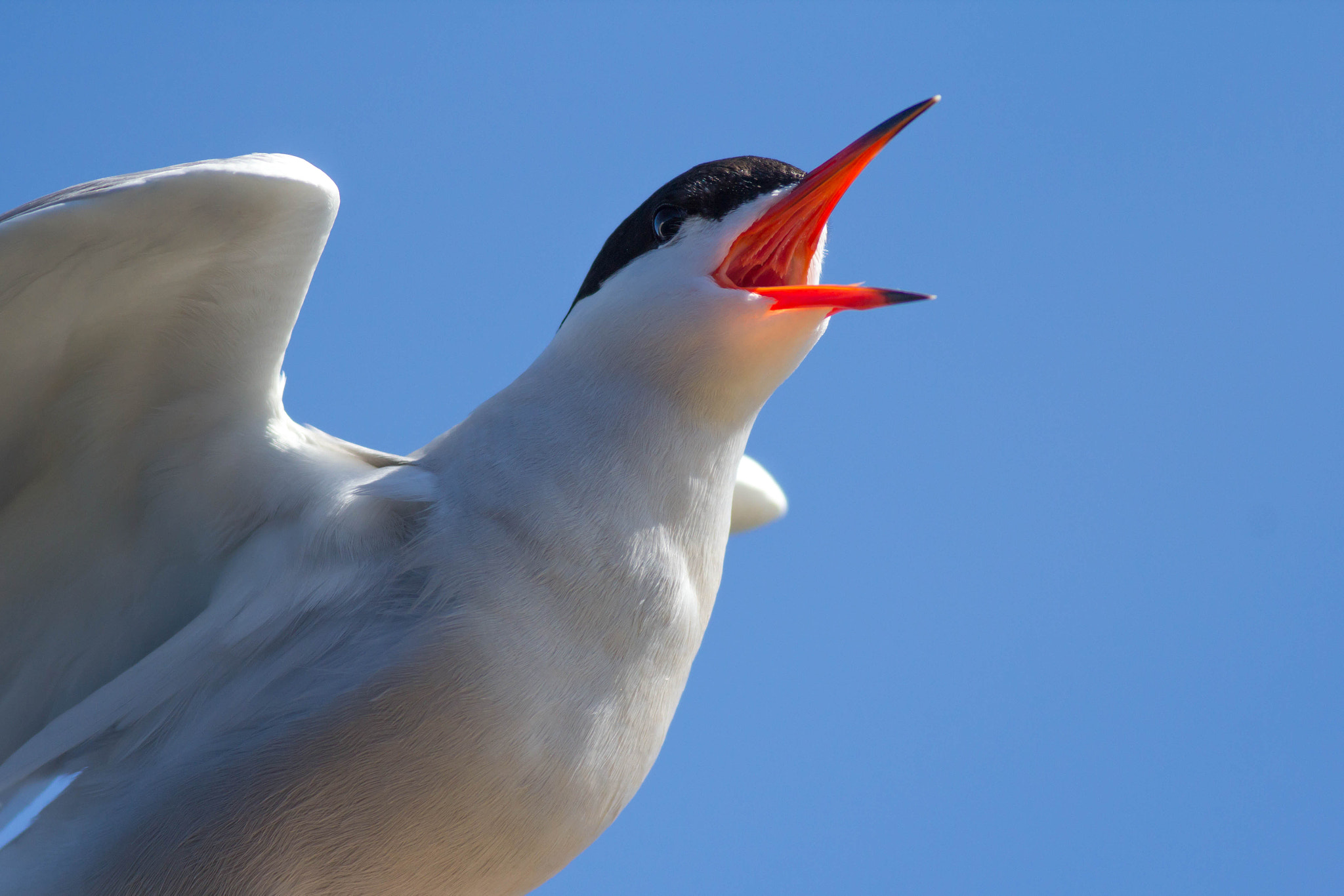 Canon EOS 60D + Canon EF 400mm F5.6L USM sample photo. Screaming tern photography