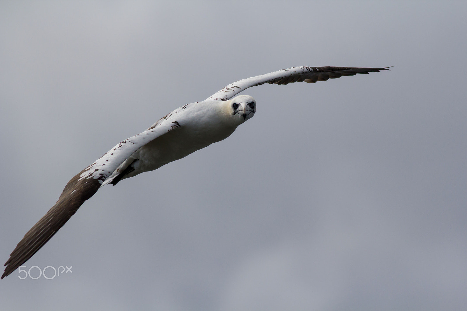 Canon EOS 60D + Canon EF 400mm F5.6L USM sample photo. Gannet staring at camera photography