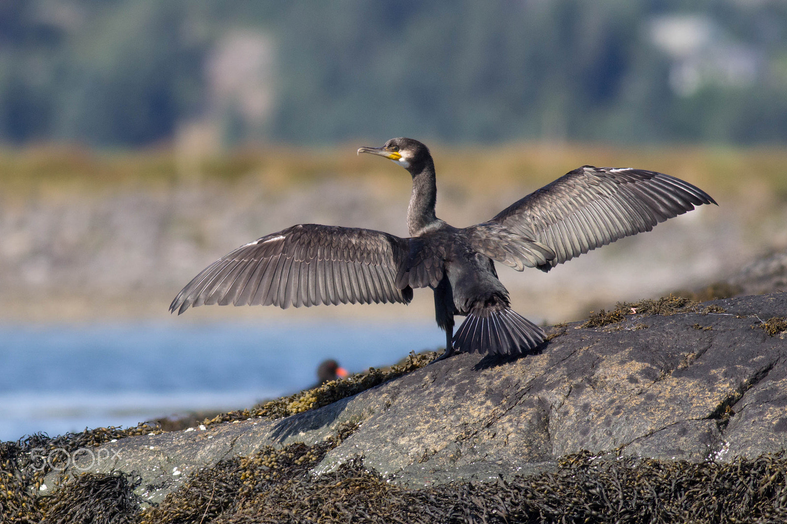 Canon EOS 60D + Canon EF 400mm F5.6L USM sample photo. Skarv(tørker vinger) photography