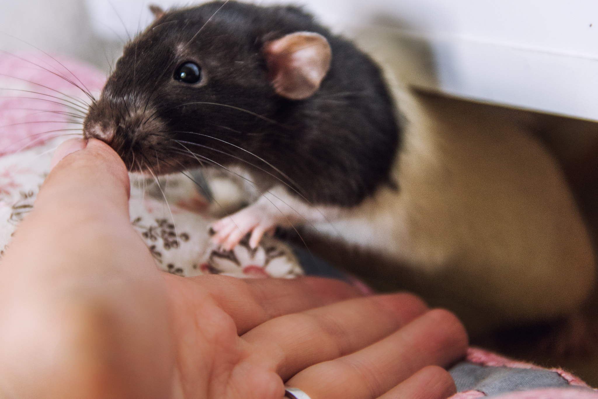 Canon EOS 760D (EOS Rebel T6s / EOS 8000D) sample photo. Rattie photography