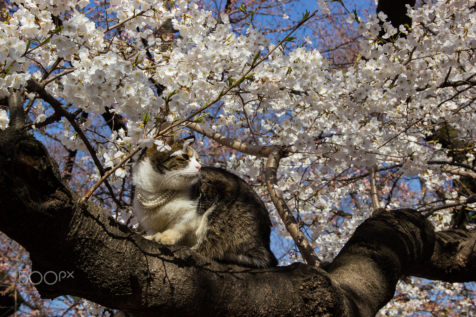 Sigma 18-250mm F3.5-6.3 DC OS HSM sample photo. Fancy cat photography