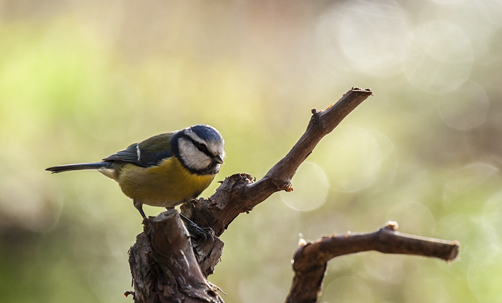 Sigma 50-500mm F4.5-6.3 DG OS HSM sample photo. Hererillo photography