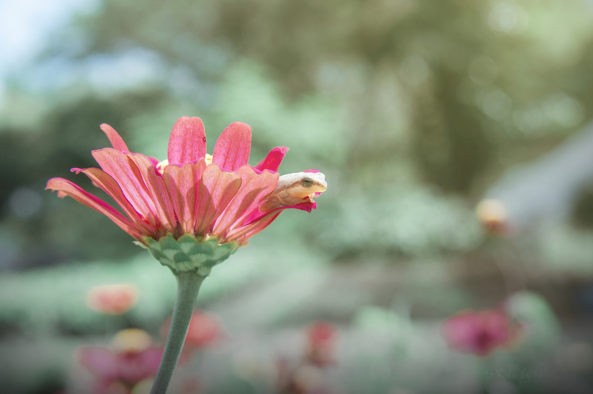 Nikon AF Nikkor 24-85mm F2.8-4D IF sample photo. Dreaming photography
