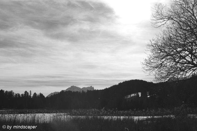 Summicron-M 50mm f/2 (IV, V) sample photo. Naked tree in the winter landscape photography