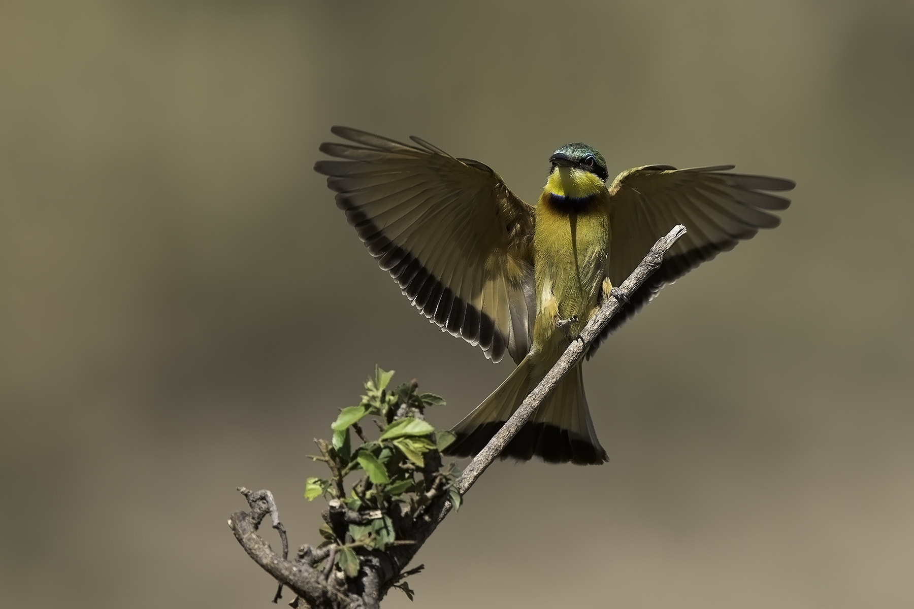 Canon EF 600mm F4L IS II USM sample photo. Bee-eater photography