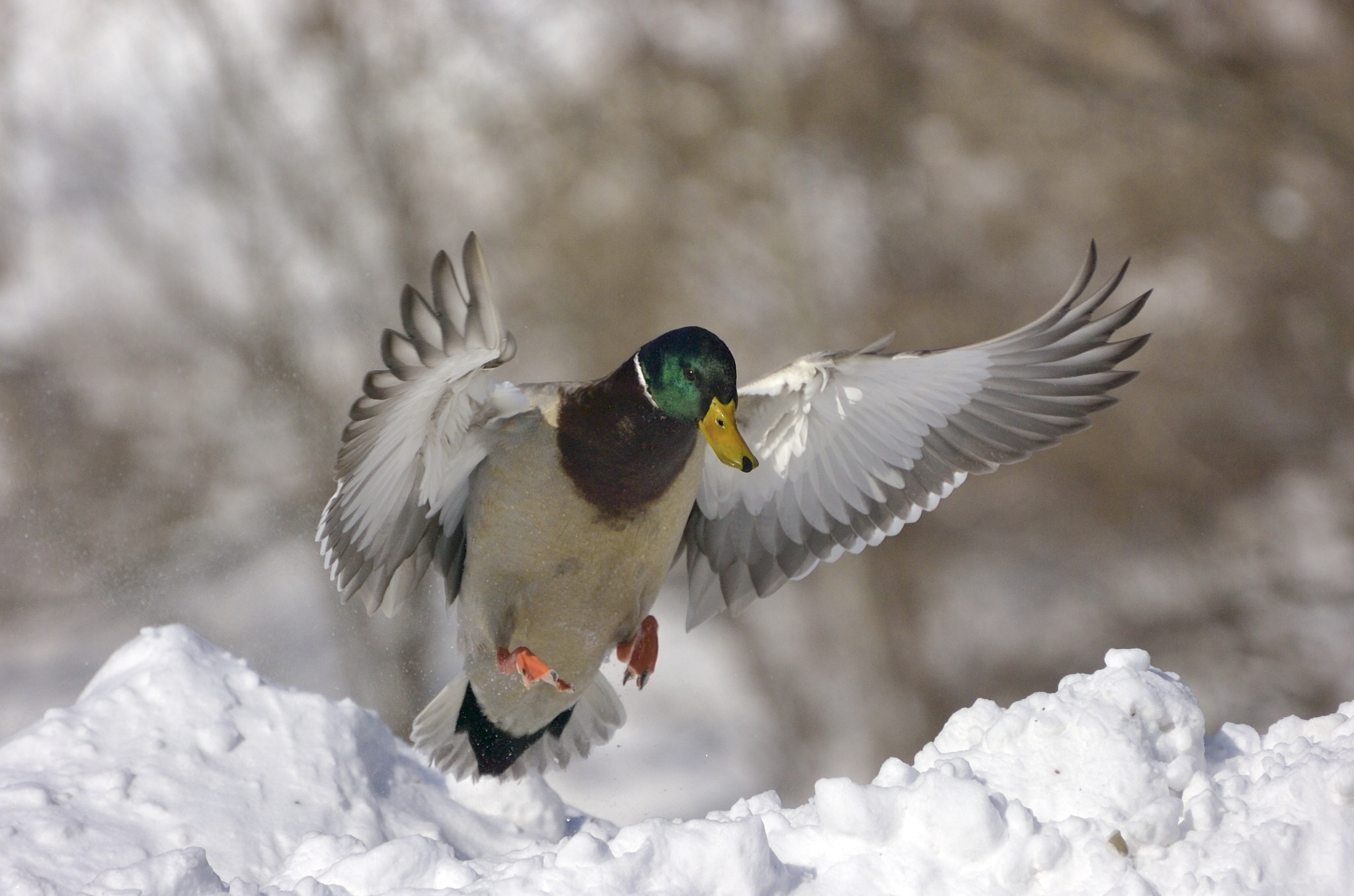 Nikon D2Hs sample photo. The deployed wings photography