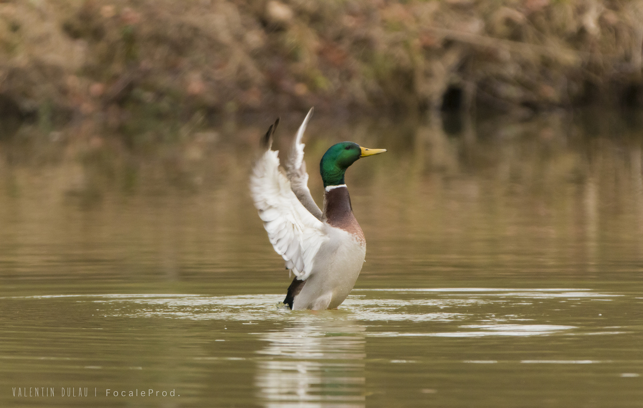 Canon EOS 70D + Canon EF 70-200mm F2.8L IS II USM sample photo. Colvert male photography