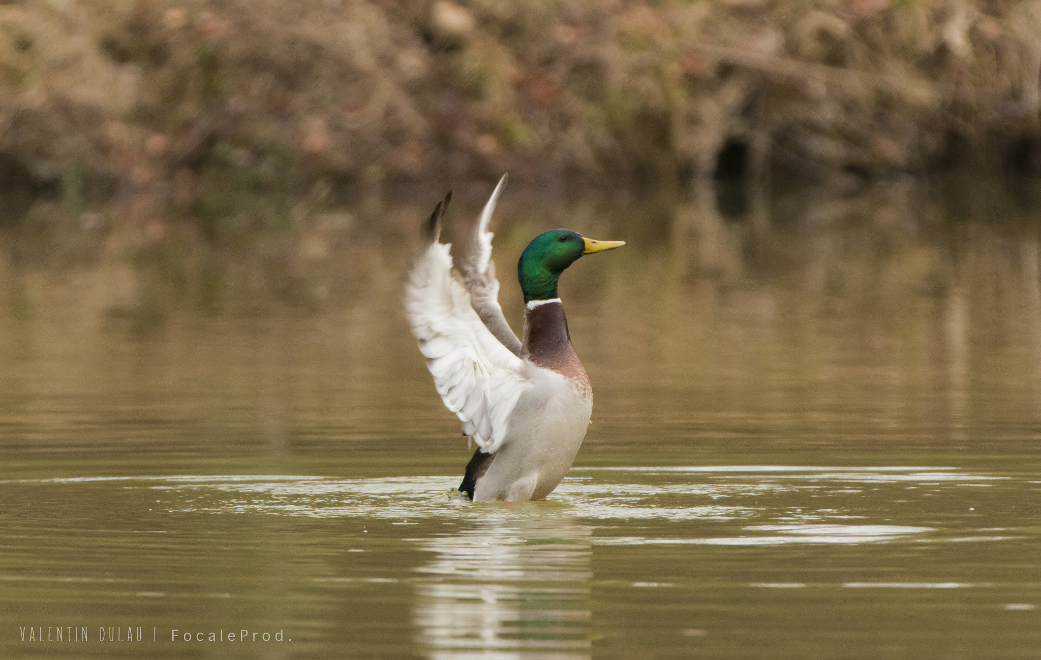 Canon EOS 70D sample photo. Colvert male photography