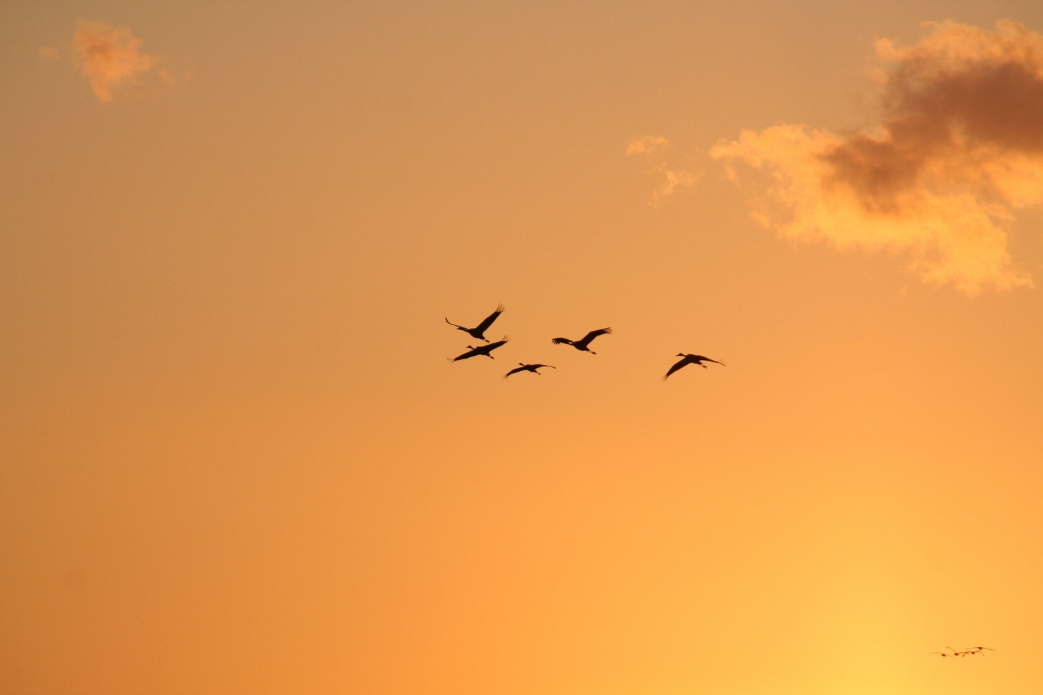 Canon EOS 350D (EOS Digital Rebel XT / EOS Kiss Digital N) sample photo. Cranes in the morning sky - izumi photography