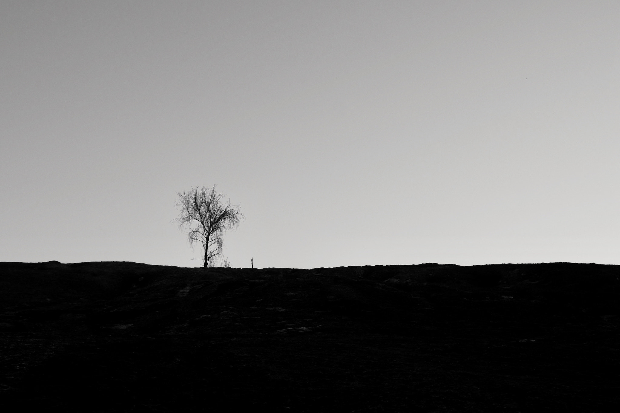 Pentax smc DA* 16-50mm F2.8 ED AL (IF) SDM sample photo. Lonely tree on the wave rock photography