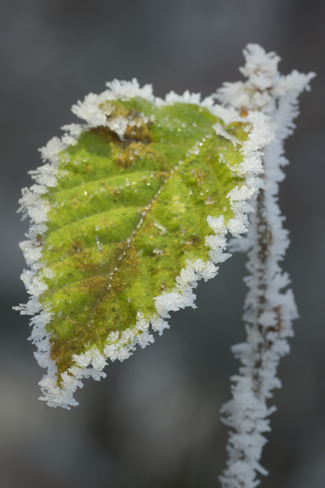 Sony SLT-A77 sample photo. Frost ii photography