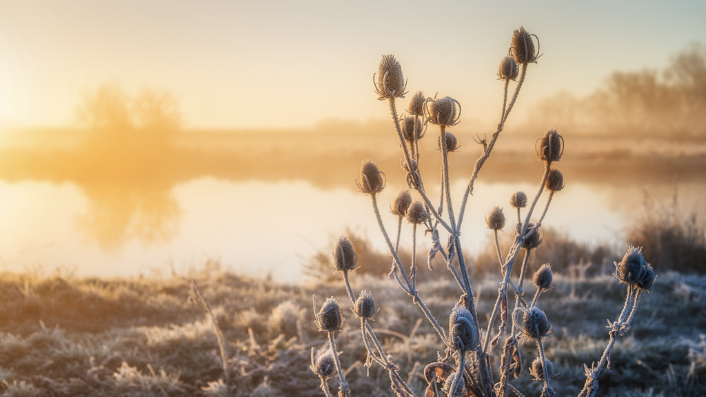 Sony a7 + E 50mm F1.4 sample photo. Golden dawn photography