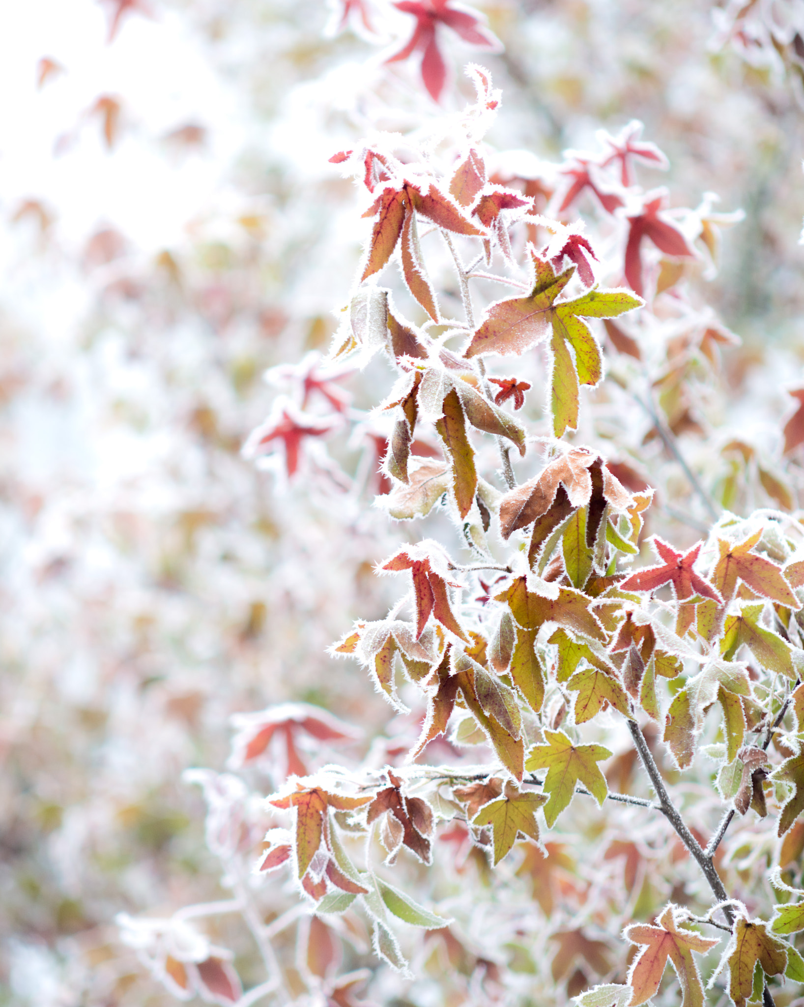 Sigma 50-150mm F2.8 EX APO DC HSM sample photo. Leaf. photography