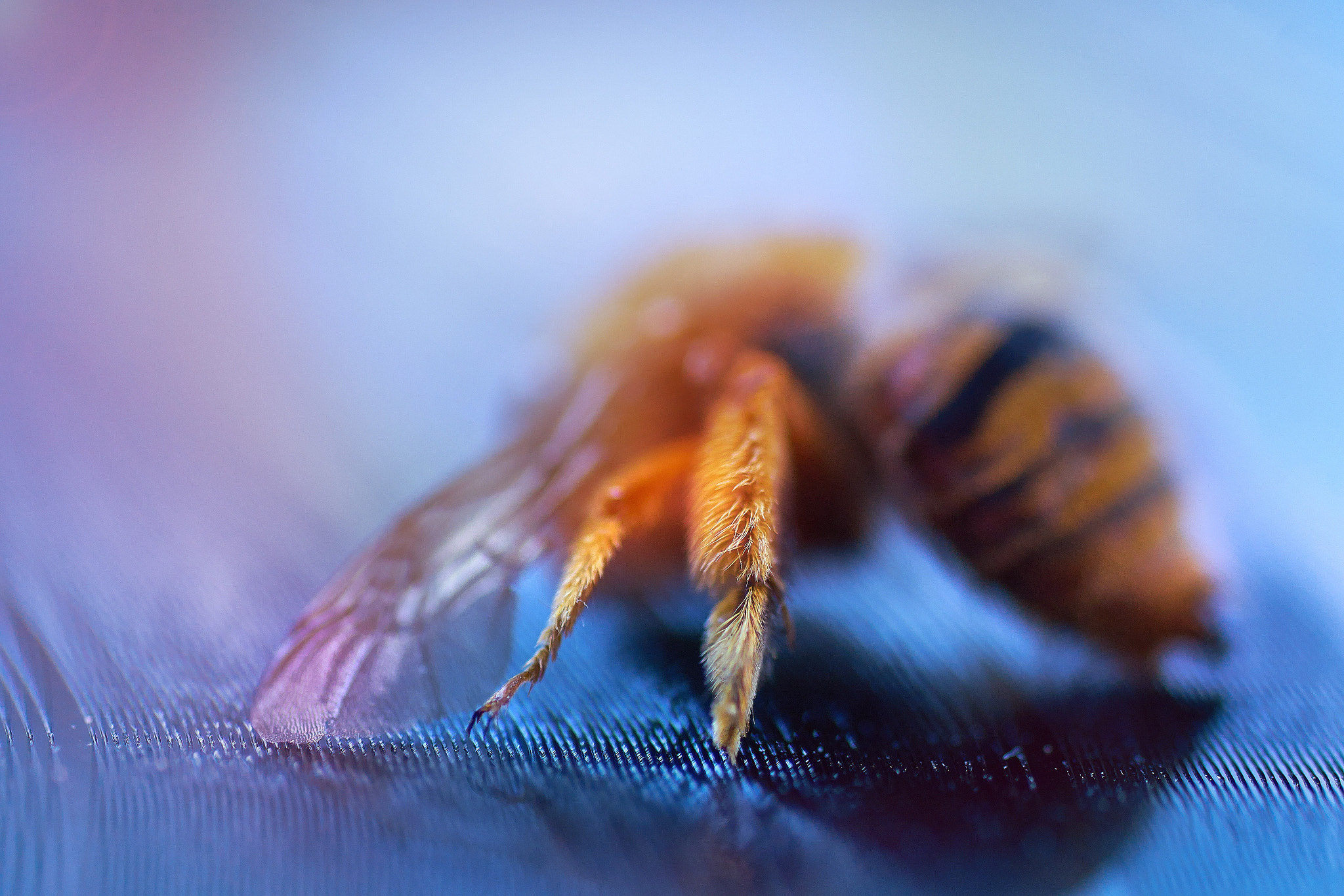 Sony ILCA-77M2 + Tamron SP AF 90mm F2.8 Di Macro sample photo