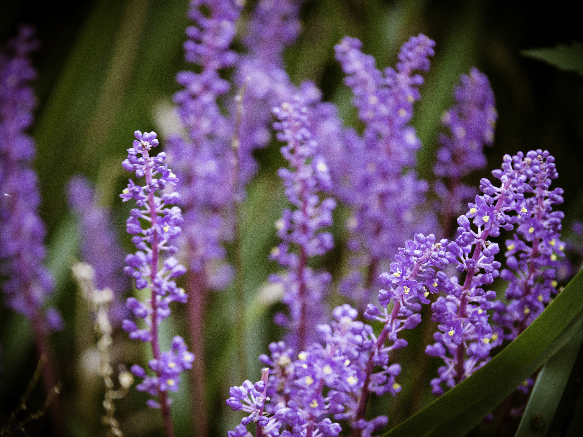 Panasonic Lumix G X Vario 35-100mm F2.8 OIS sample photo. Violet photography