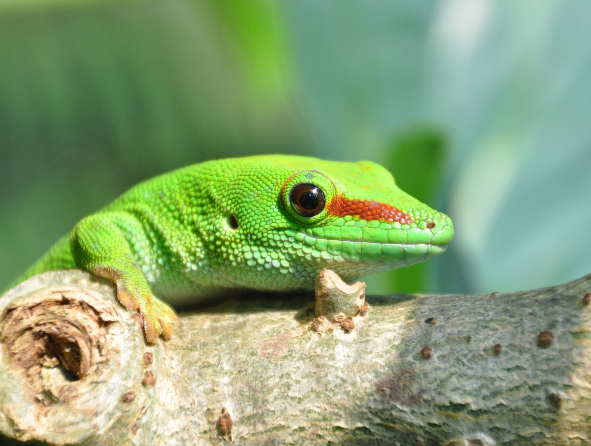 Nikon D5000 sample photo. In the rainforest zoo zurich photography