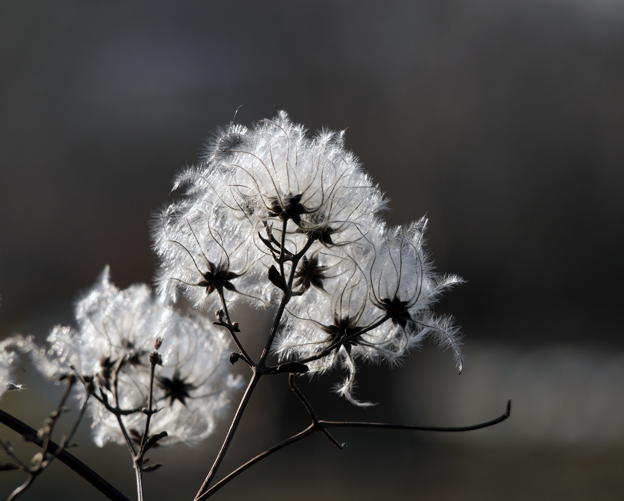Panasonic Lumix DMC-GH3 sample photo. Winter flower photography