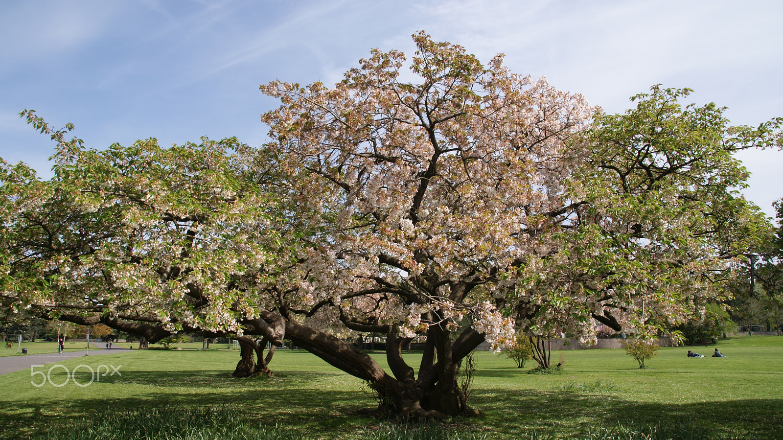 Sony Alpha DSLR-A300 sample photo. The lonely tree photography