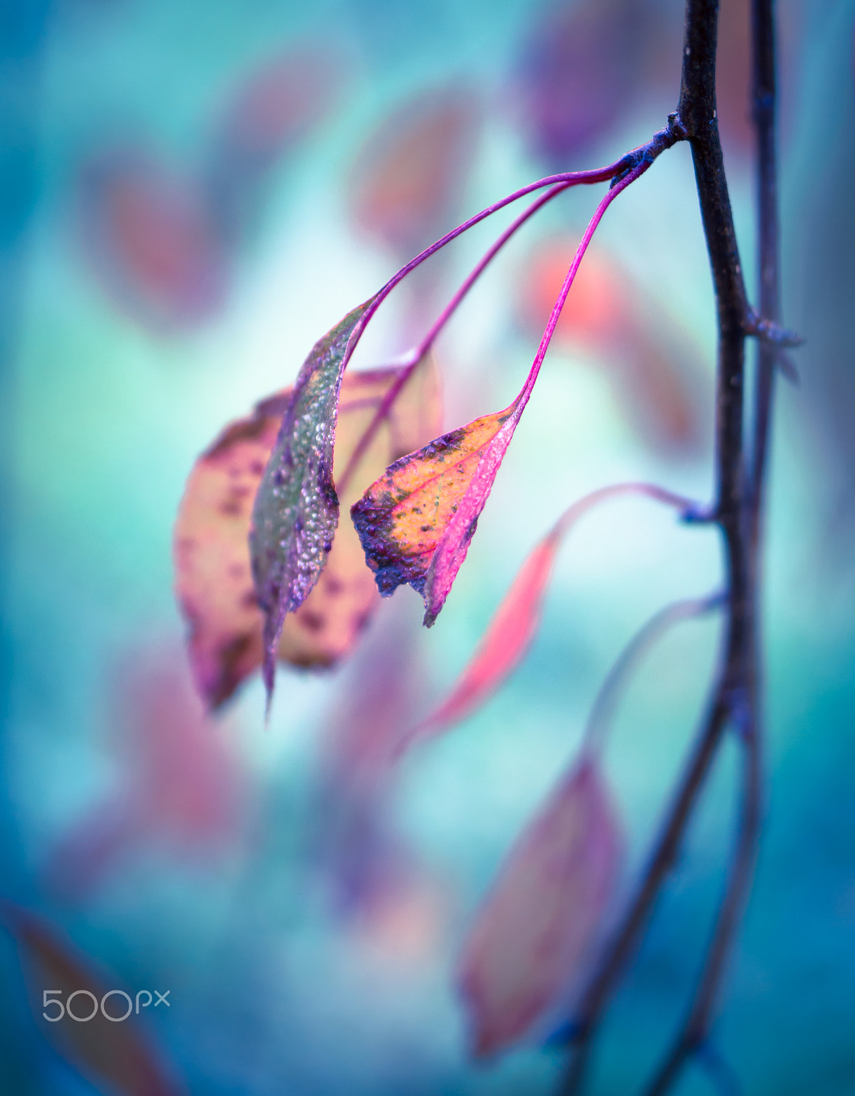 Samsung NX30 + Samsung NX 60mm F2.8 Macro ED OIS SSA sample photo. Shapes and shadows photography