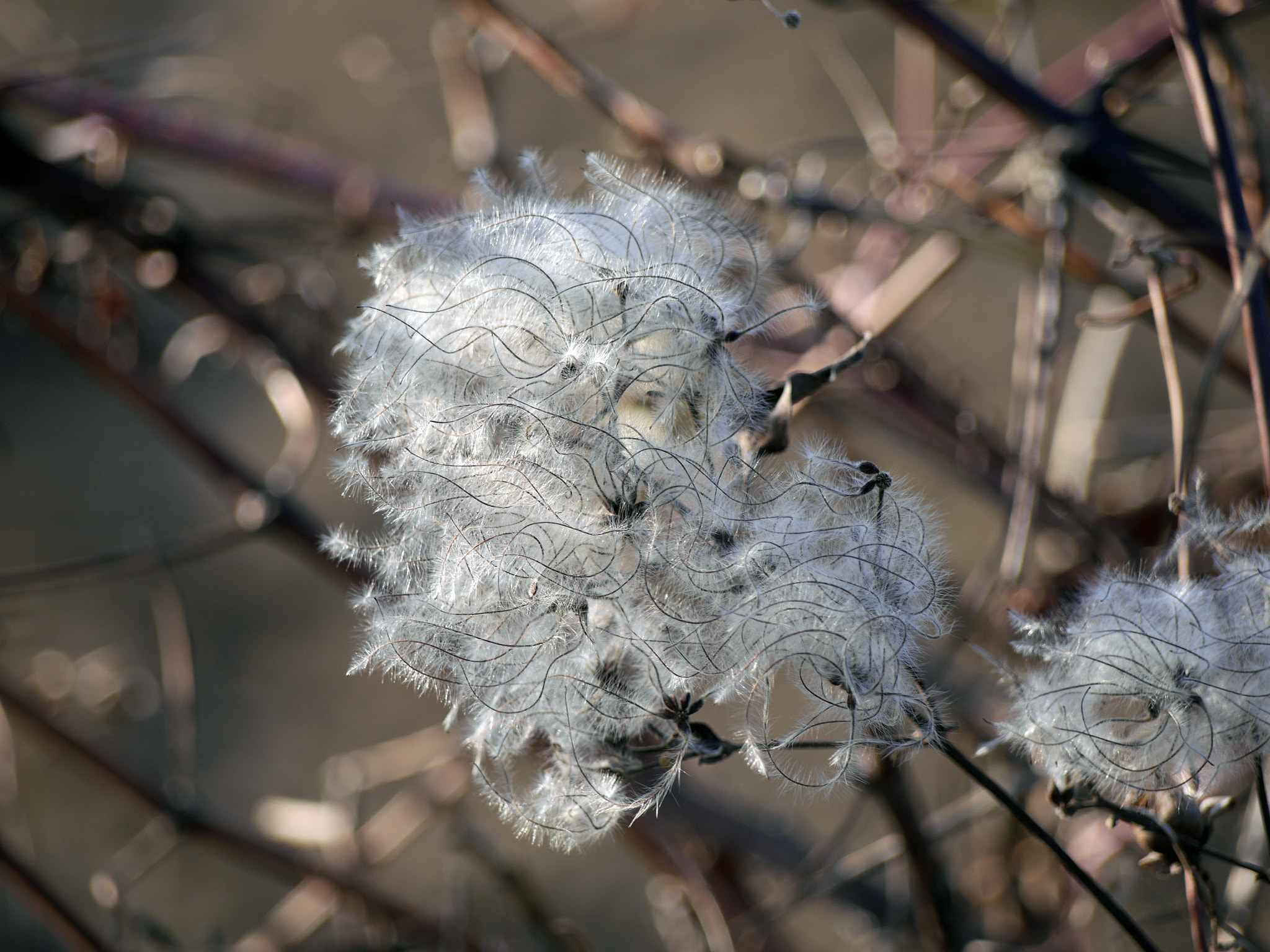 Panasonic Lumix DMC-GH3 sample photo. Winter flower ii photography