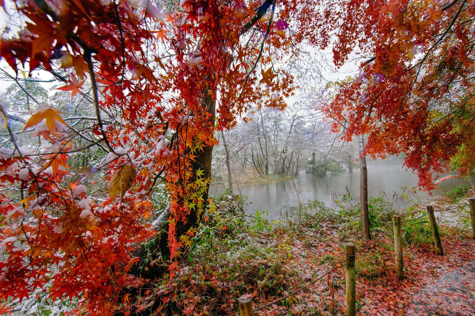 Nikon D3 sample photo. Shakujii park of the first snow photography