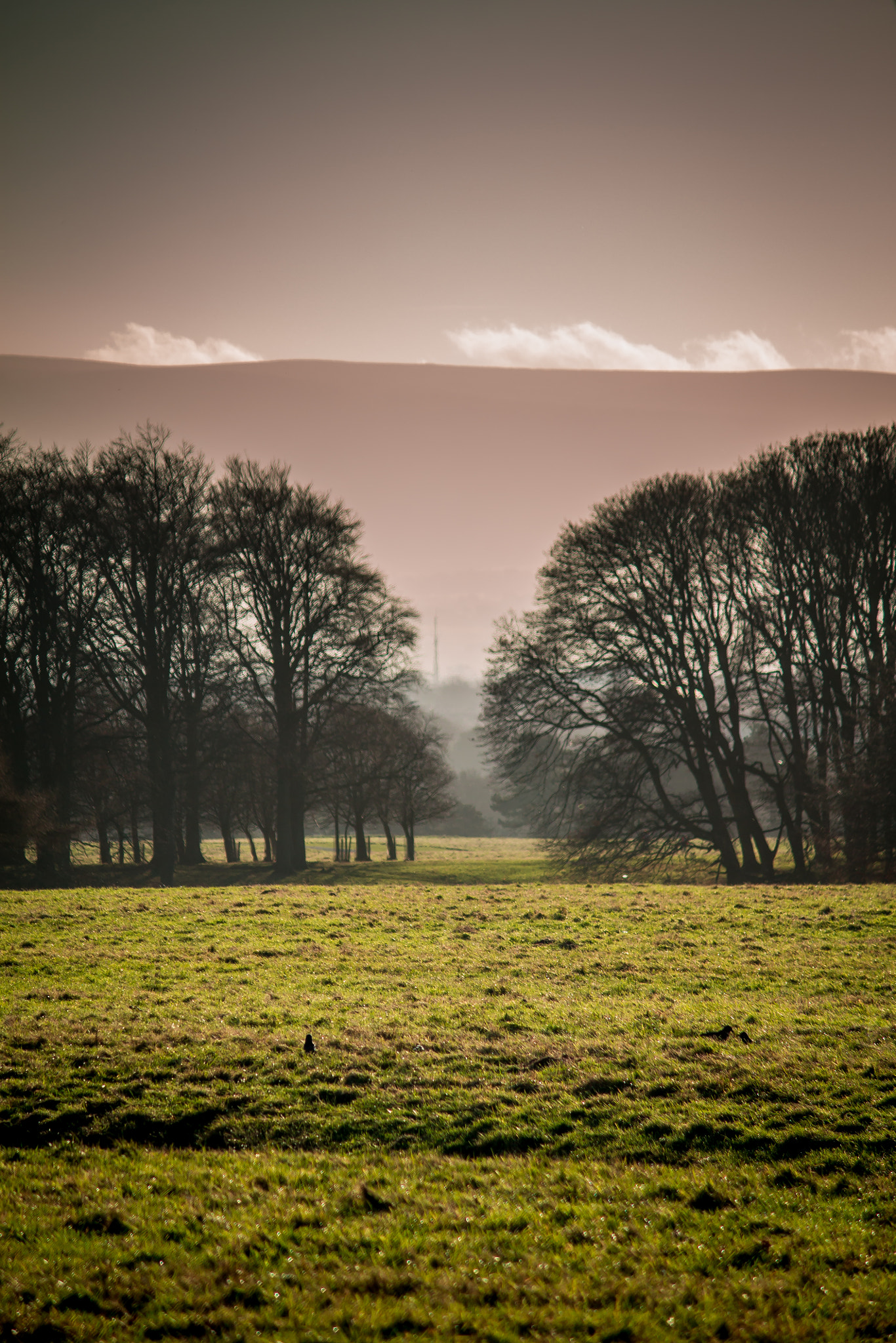 Canon EF-S 55-250mm F4-5.6 IS sample photo. Phoenix park in december photography