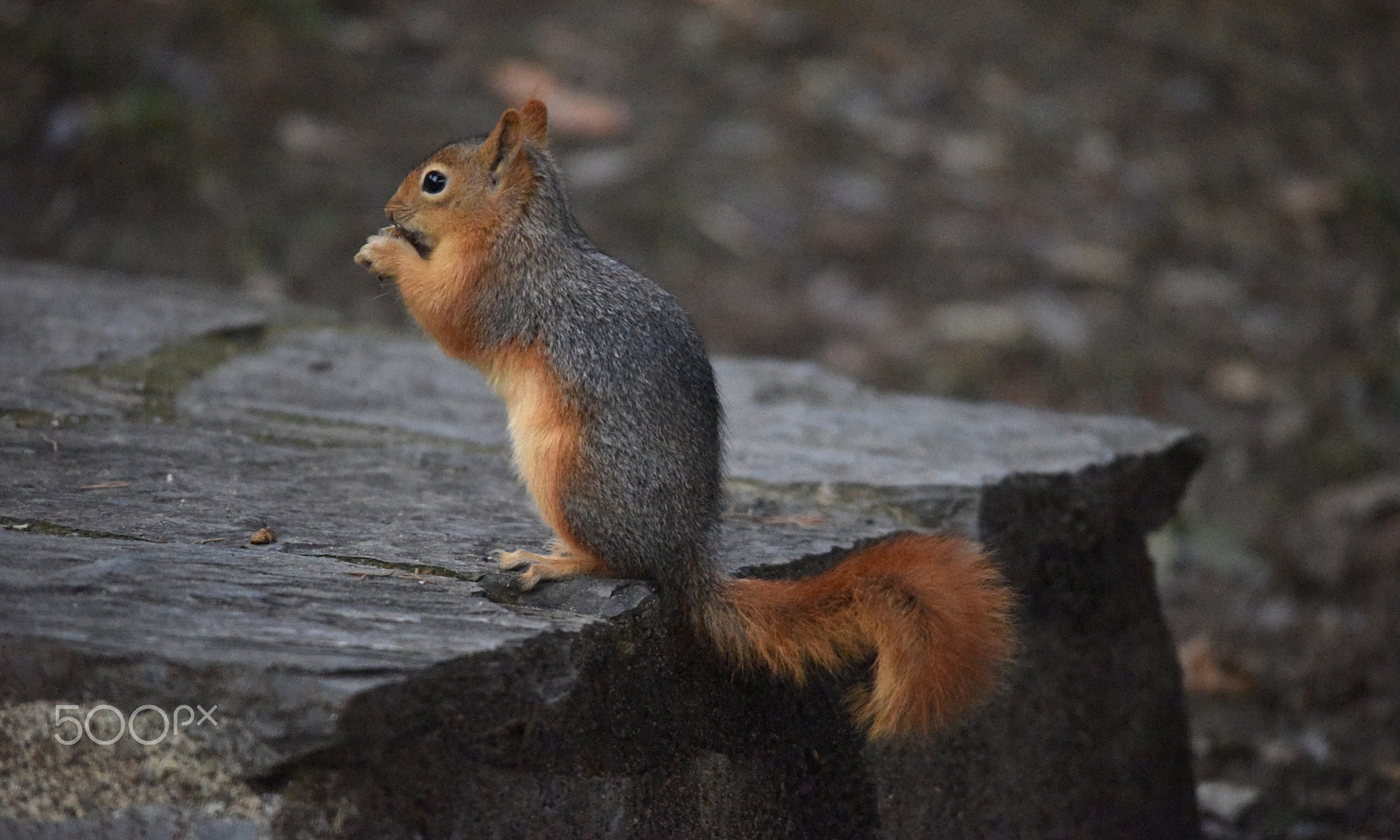 Sigma 150-500mm F5-6.3 DG OS HSM sample photo. Nice alives photography