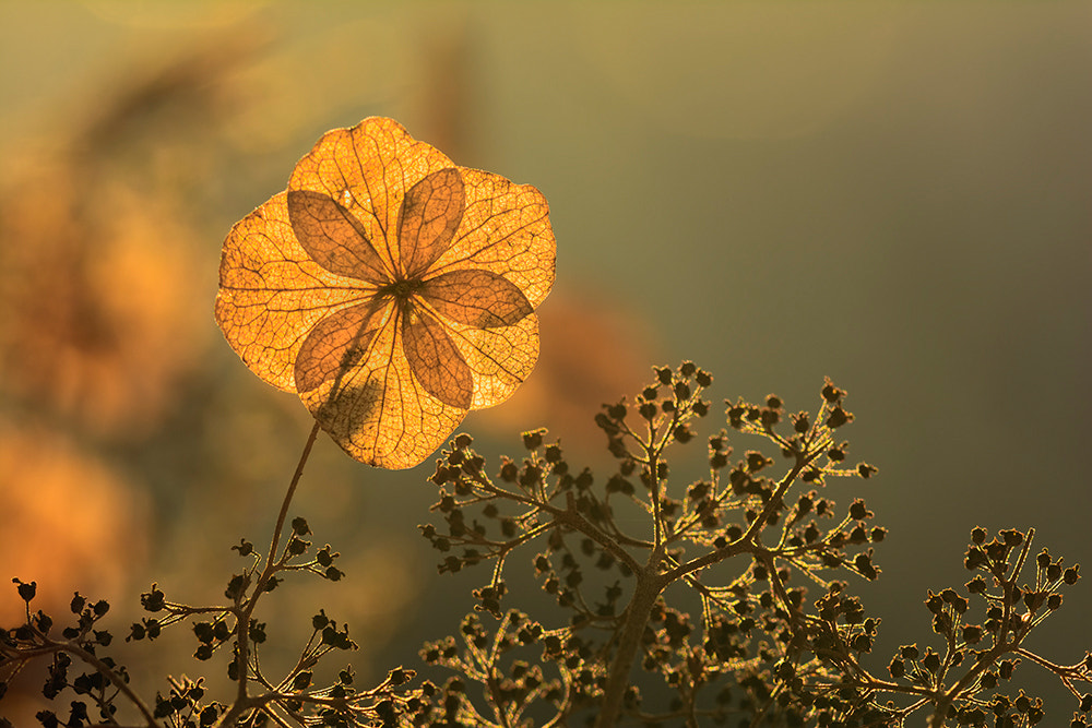 Sigma 150mm F2.8 EX DG Macro HSM sample photo. For the year ahead of us ... photography