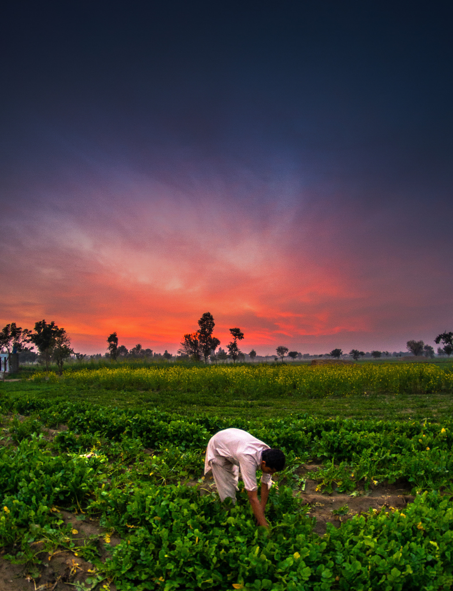 Nikon D610 + Samyang 8mm F3.5 Aspherical IF MC Fisheye sample photo. Farmer photography