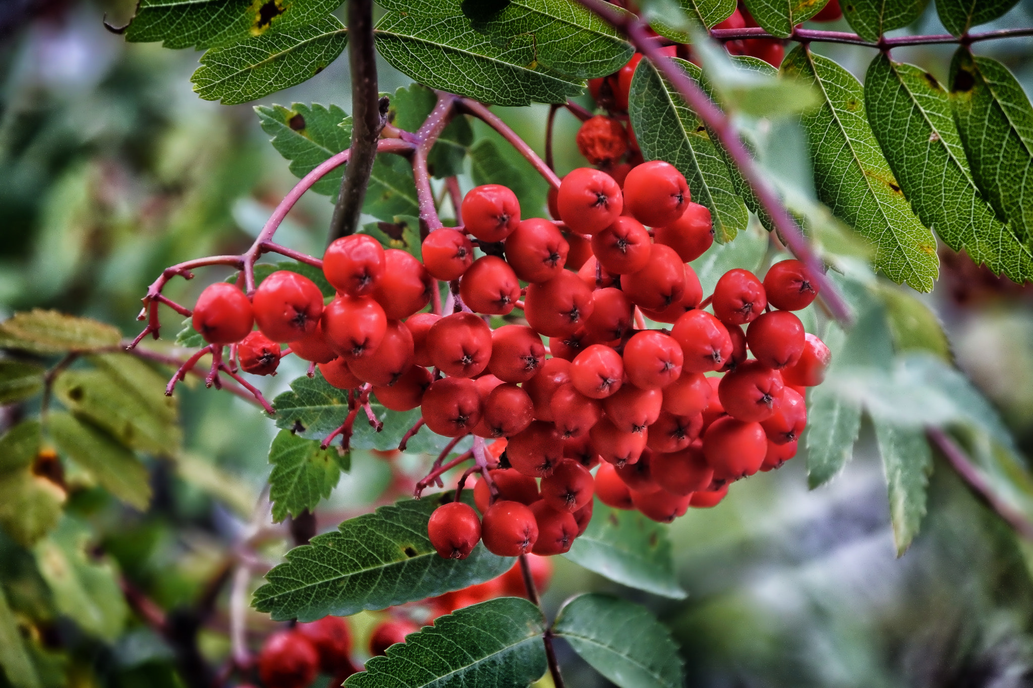 1 NIKKOR VR 10-100mm f/4-5.6 sample photo. Natural red photography