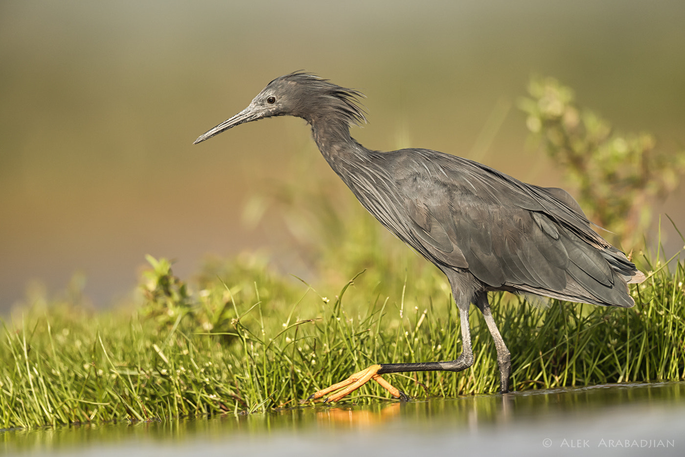 Nikon AF-S Nikkor 800mm F5.6E FL ED VR sample photo. Blacky photography