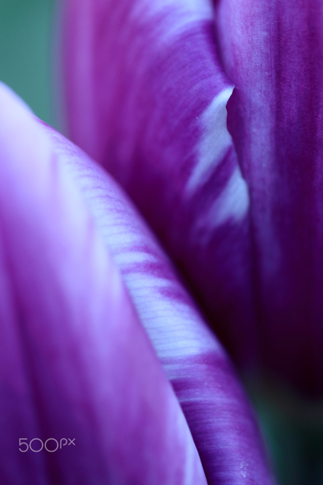Canon EF-S 60mm F2.8 Macro USM sample photo. Purple tulips photography