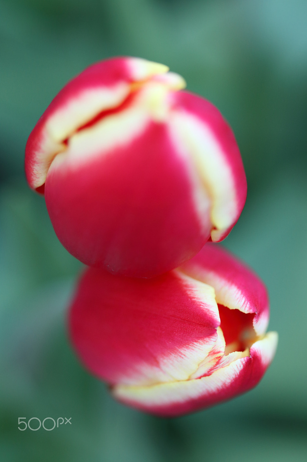 Canon EF-S 60mm F2.8 Macro USM sample photo. Red tulips photography