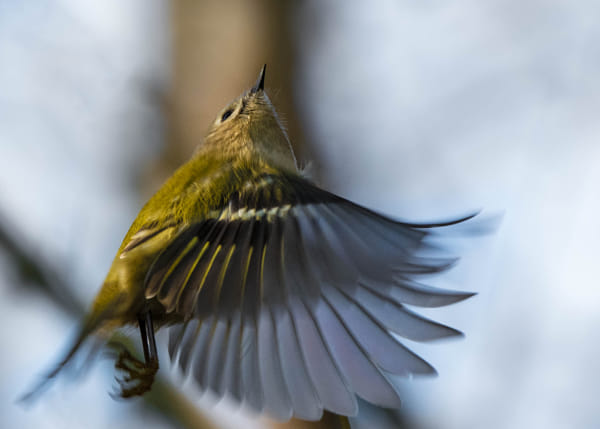 NIKONＤ5300 Nikon D5300 + Nikon AF-S DX Nikkor 18-300mm F3.5-6.3G ED VR