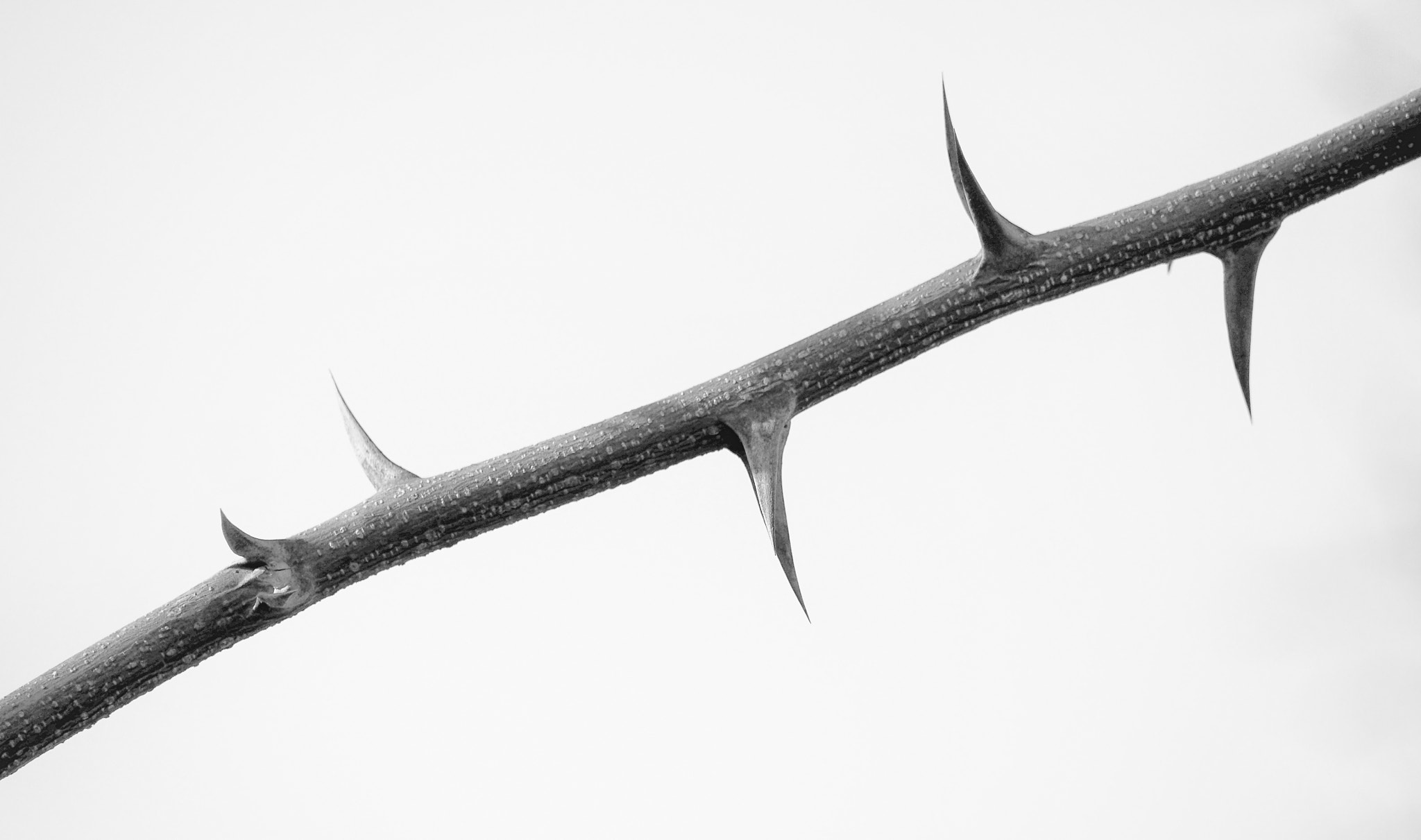 Panasonic Lumix DMC-GH3 sample photo. Thorns photography