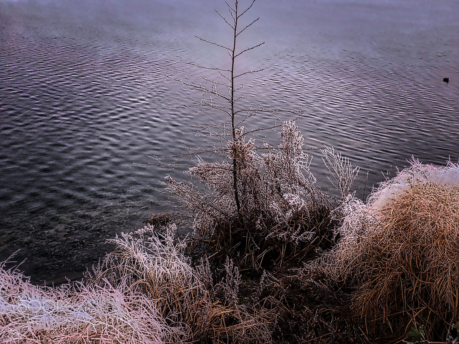 Olympus OM-D E-M1 sample photo. Ice cold morning photography