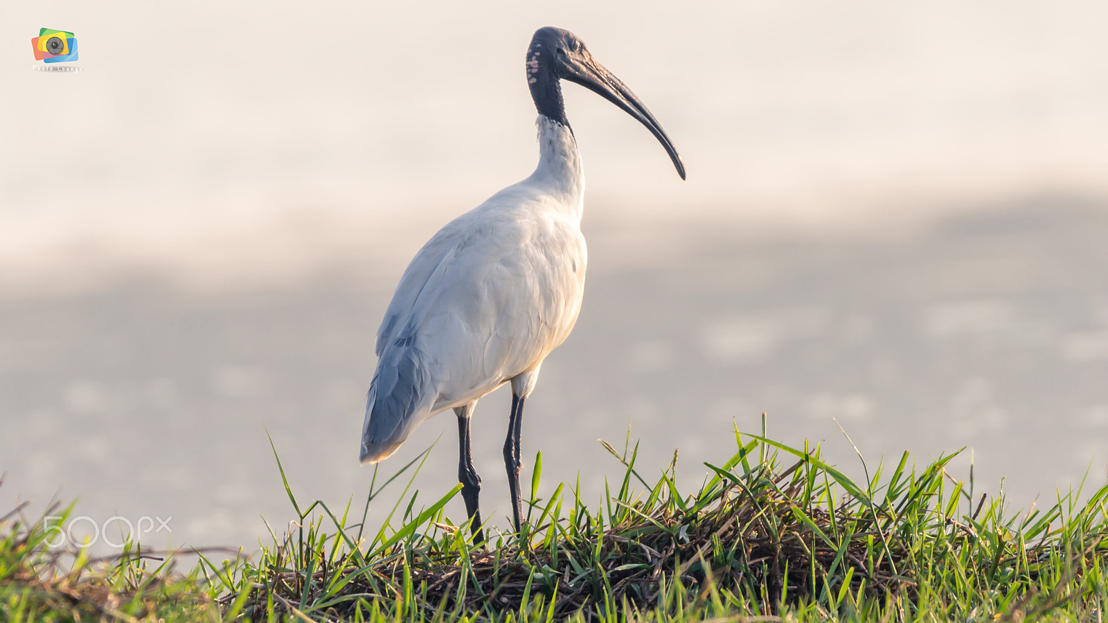 150-600mm F5-6.3 DG OS HSM | Contemporary 015 sample photo. Black-headed ibis photography