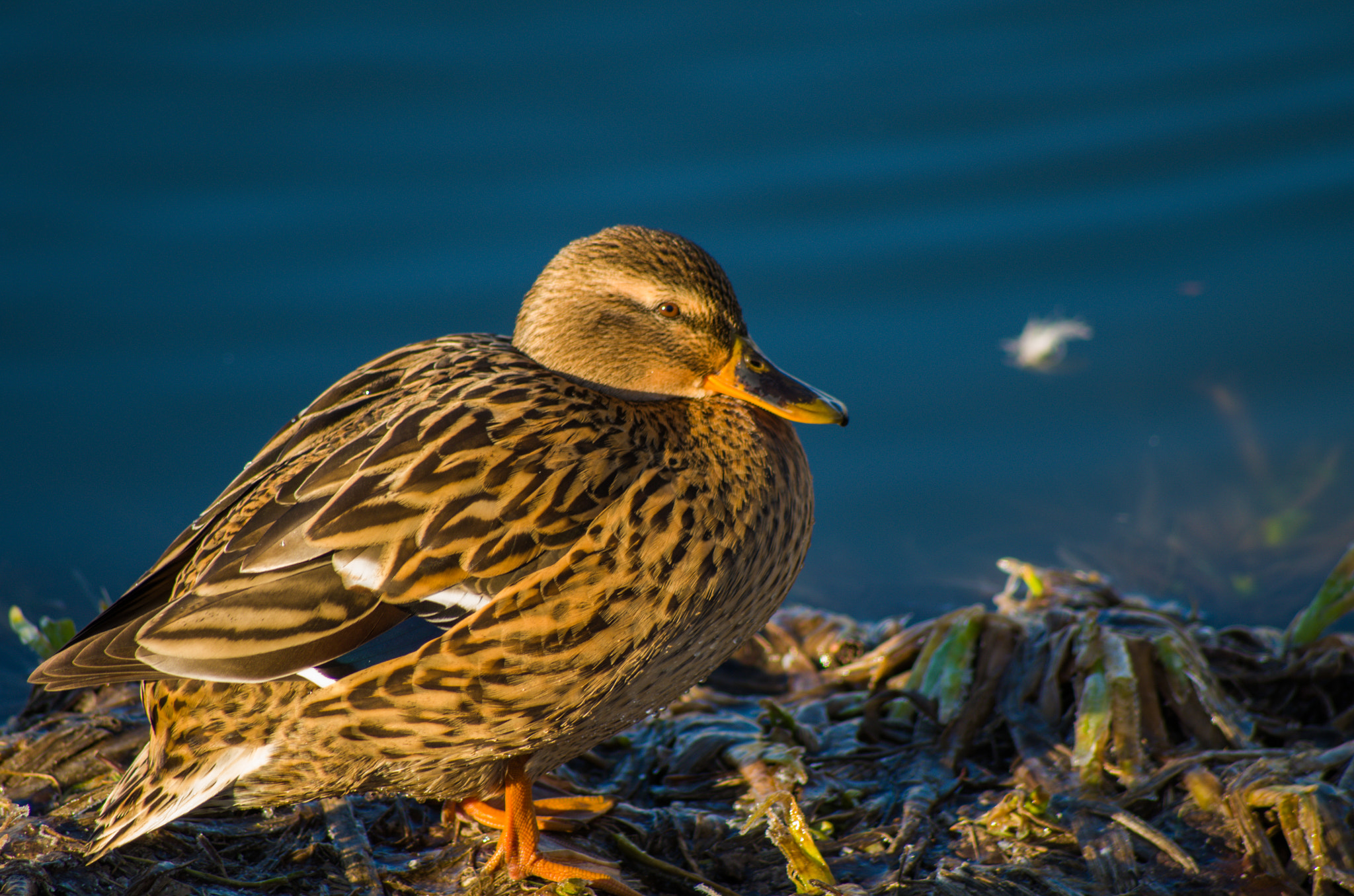 Pentax K-30 + Sigma sample photo. Duck photography