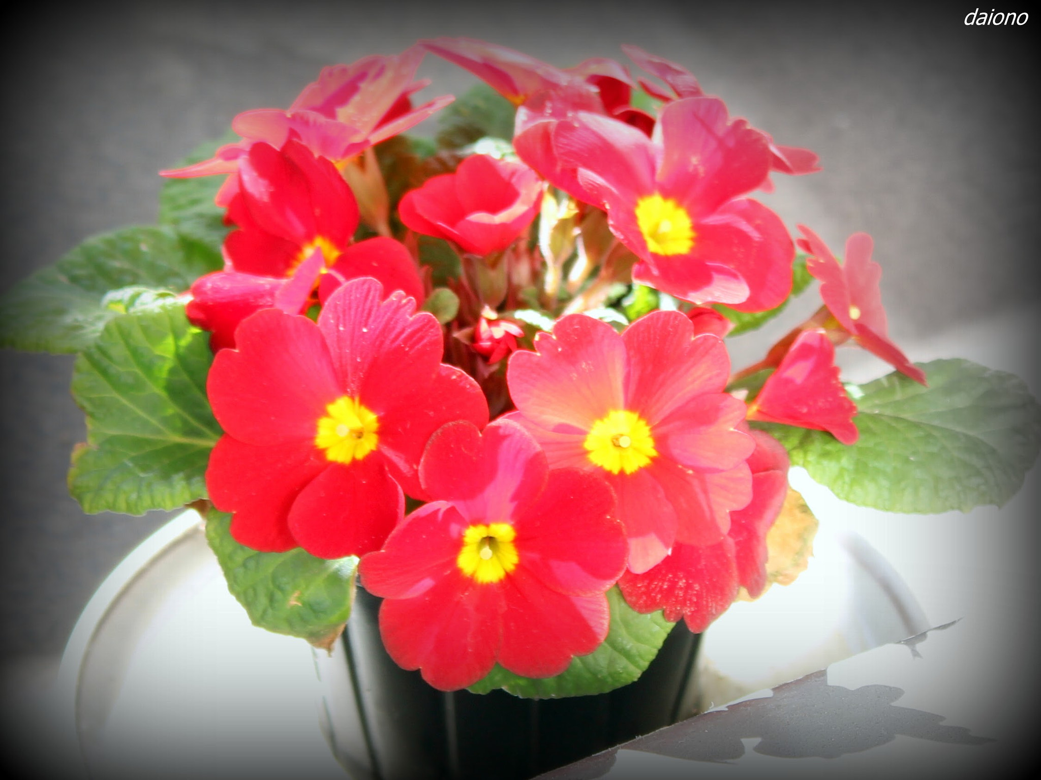 Canon EOS M sample photo. プリムラ photography