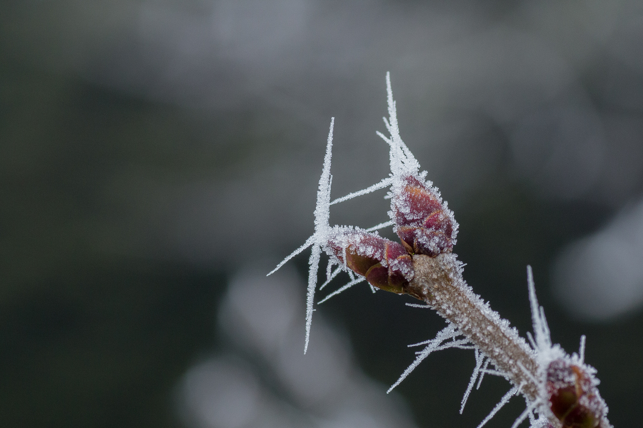 Canon EOS 700D (EOS Rebel T5i / EOS Kiss X7i) + Tamron SP AF 90mm F2.8 Di Macro sample photo. First frost photography