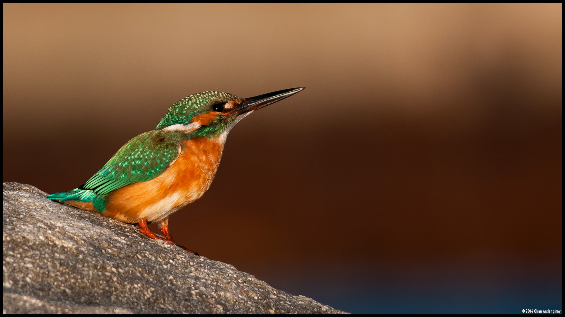 Nikon D300S + Nikon AF-S Nikkor 300mm F4D ED-IF sample photo. Common kingfisher, alcedo atthis photography