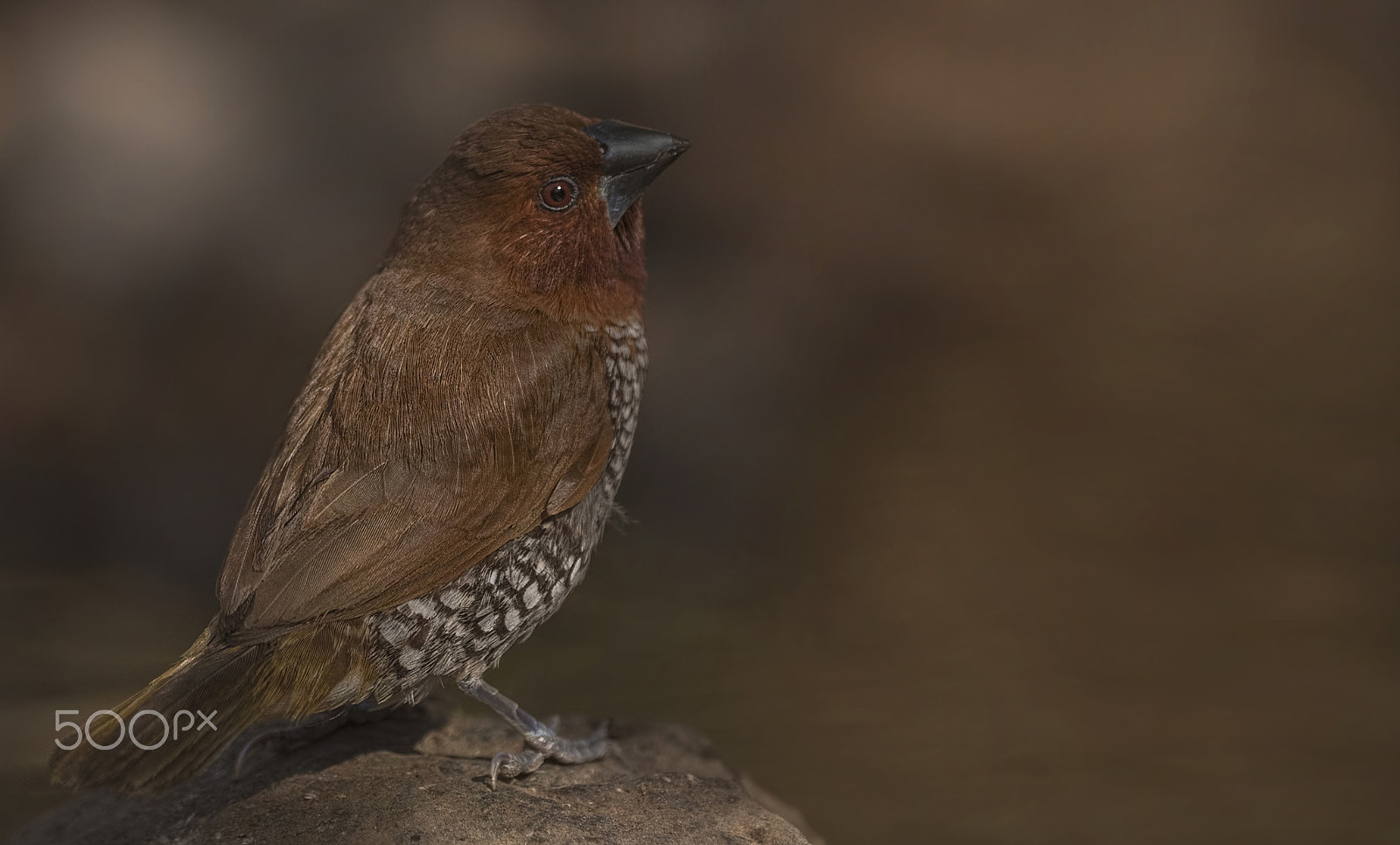 Nikon D750 + Nikon AF-S Nikkor 500mm F4G ED VR sample photo. Scaly-breasted munia photography