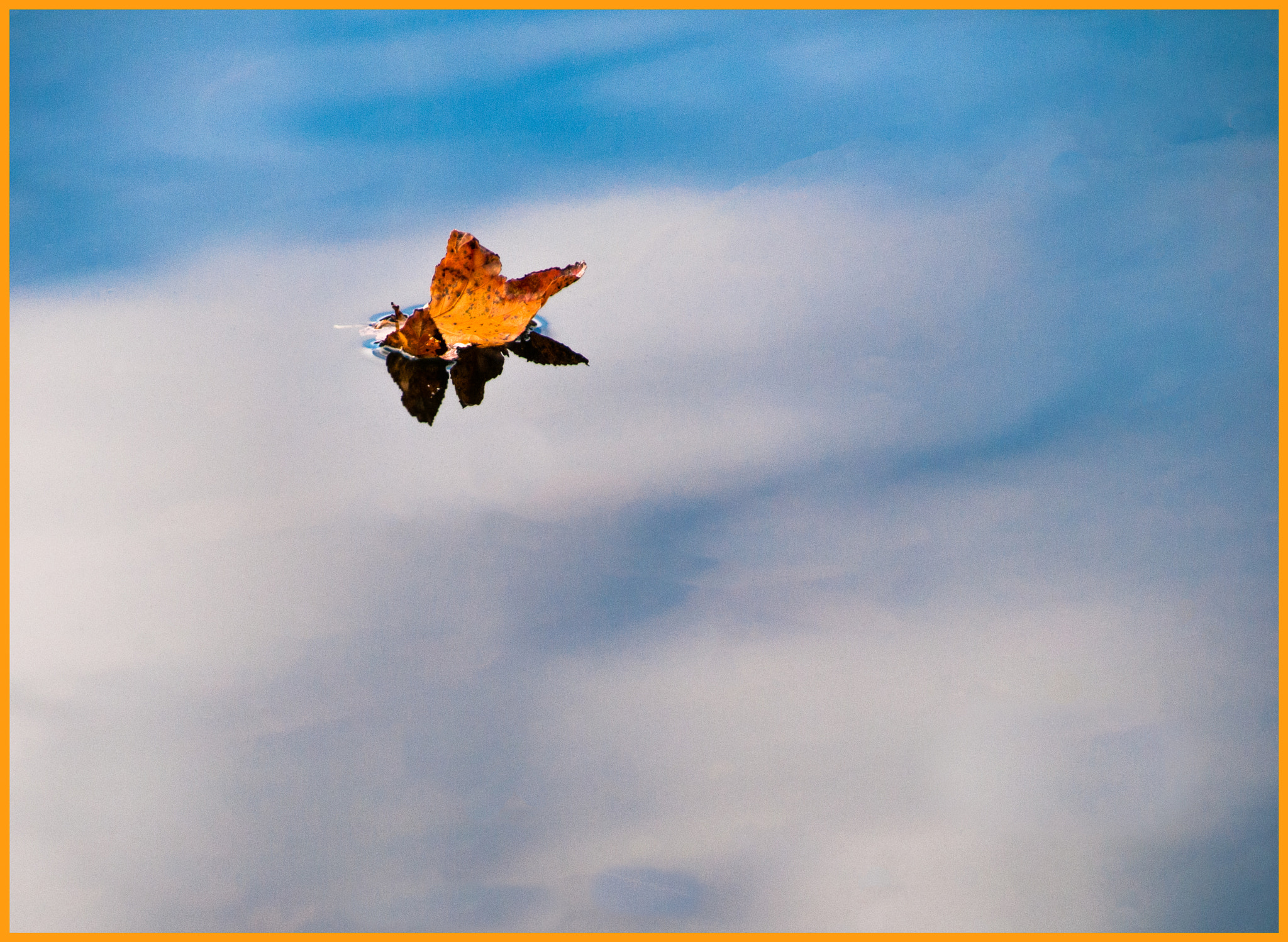 Nikon D300 sample photo. Leaf afloat photography