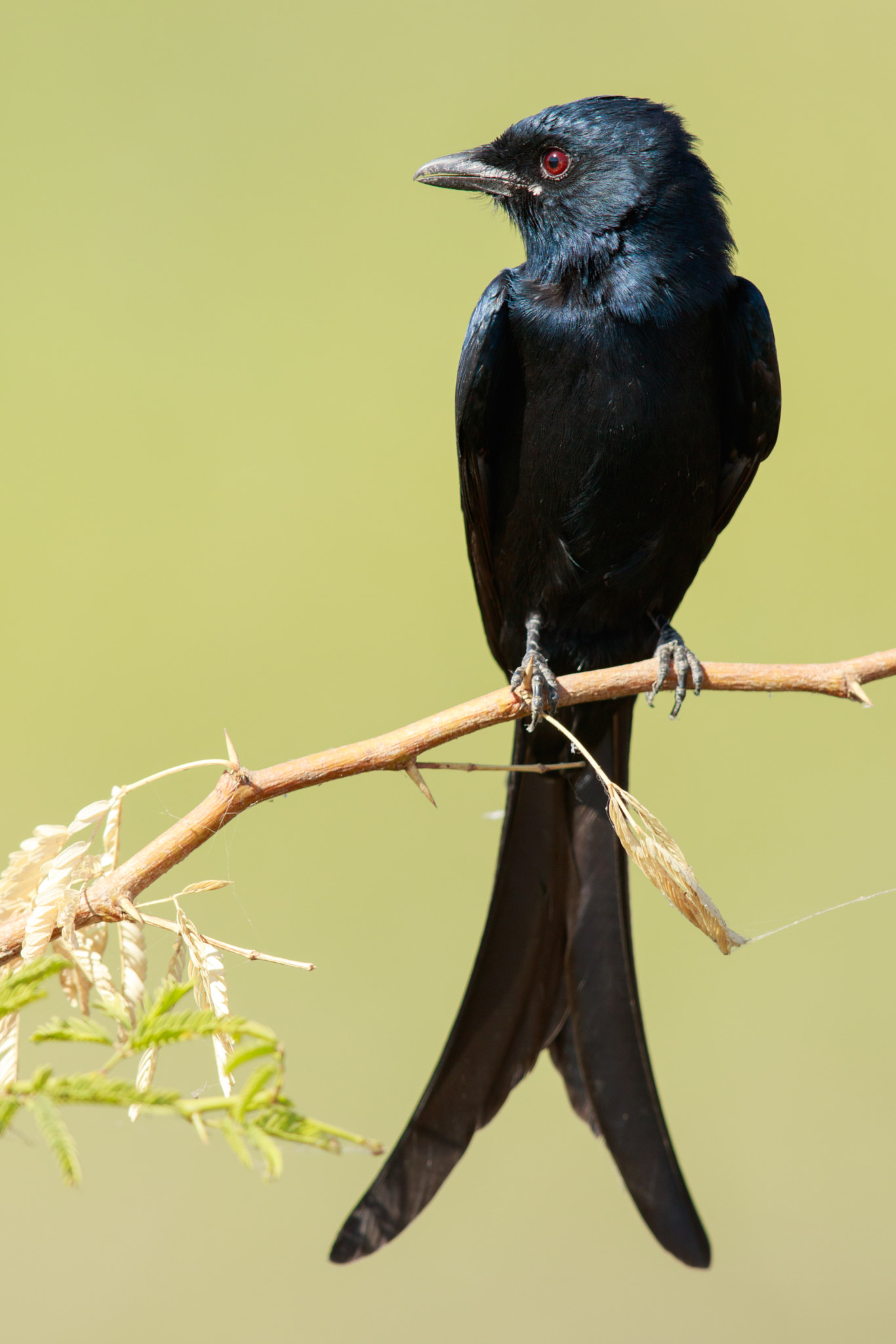 Canon EF 600mm F4L IS II USM sample photo. Drongo photography