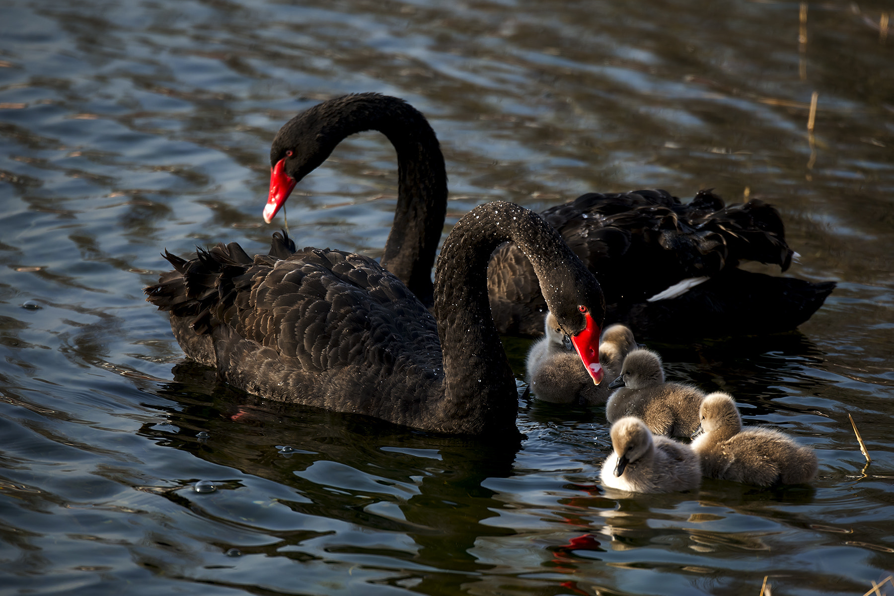 Nikon D800E sample photo. 无题 photography