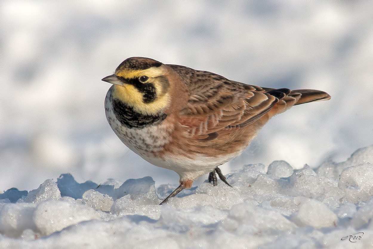 Canon EOS 40D + Canon EF 400mm F5.6L USM sample photo. Horned lark photography